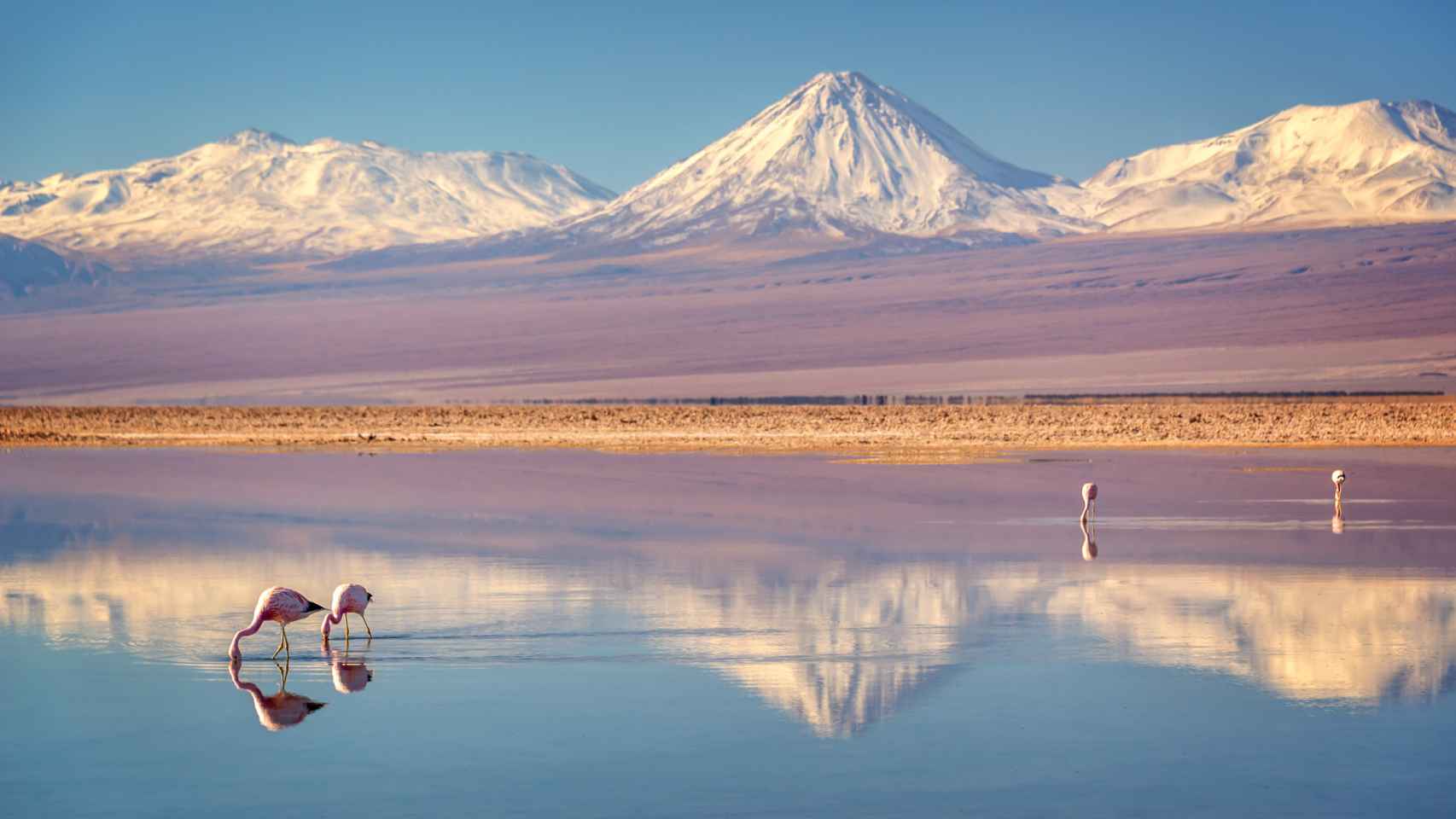 La laguna Chaxa en el Salar de Atacama, en la comuna de San Pedro de Atacama.