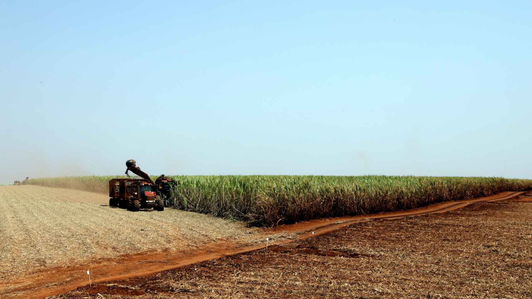 Una cosechadora en los campos de caña de azúcar en Sao Martinho (Brasil).