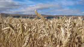 El sector del cereal perderá en Castilla-La Mancha hasta un 90 % de cosecha por la sequía