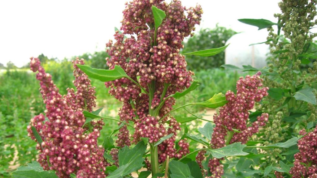 Plantación de quinoa.