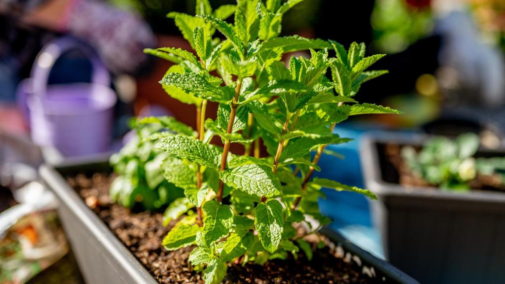 Planta de menta