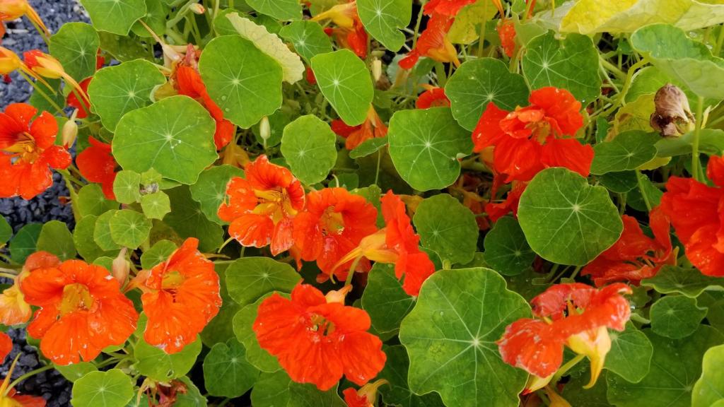 Planta de la capuchina (Tropaeolum majus)