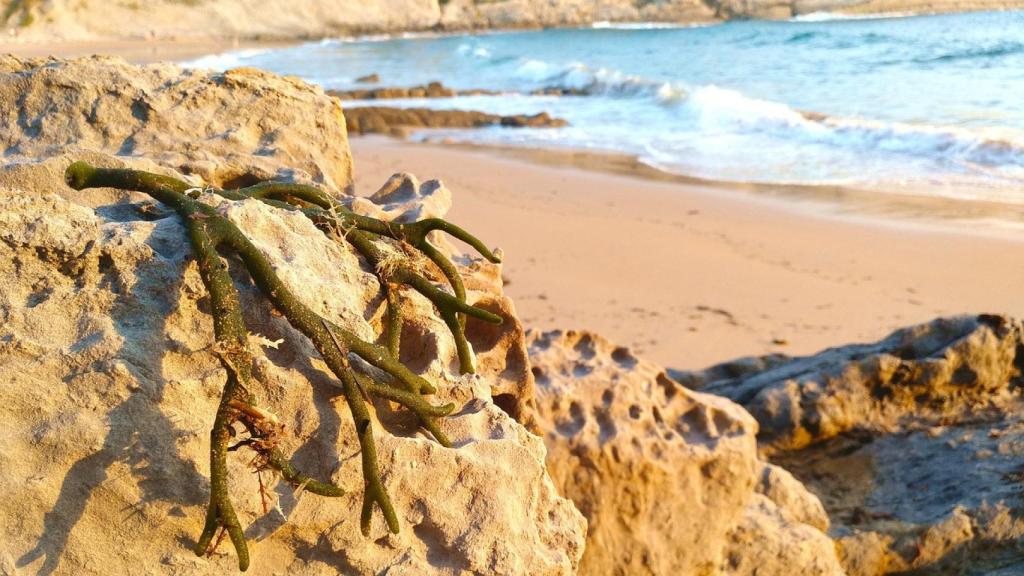 En ocasiones, se pueden encontrar en la playa donde son llevadas por las corrientes.