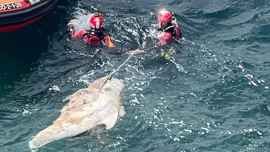 Rescatado en A Coruña un delfín de gran tamaño en las inmediaciones de la Casa del Hombre