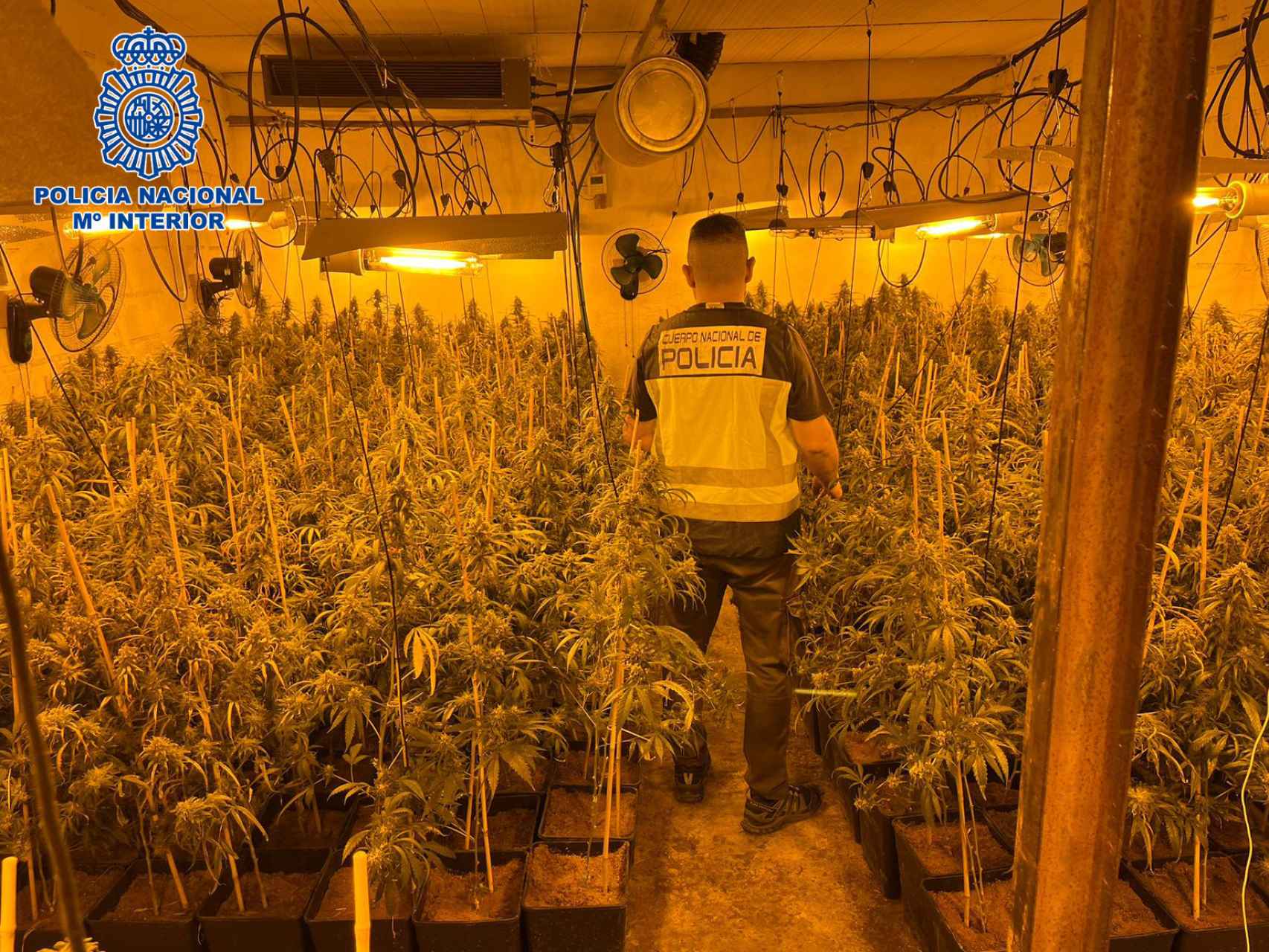 Un agente de la Policía Nacional en la plantación de marihuana.