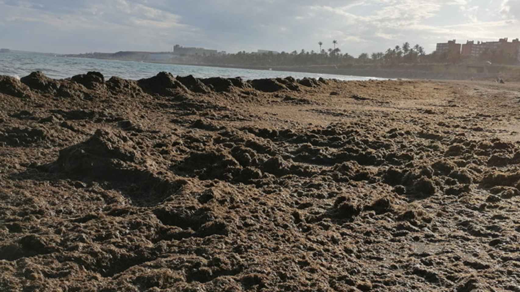 Imagen de la playa de San Gabriel con grandes acúmulos detríticos de Rugulopteryx okamurae.