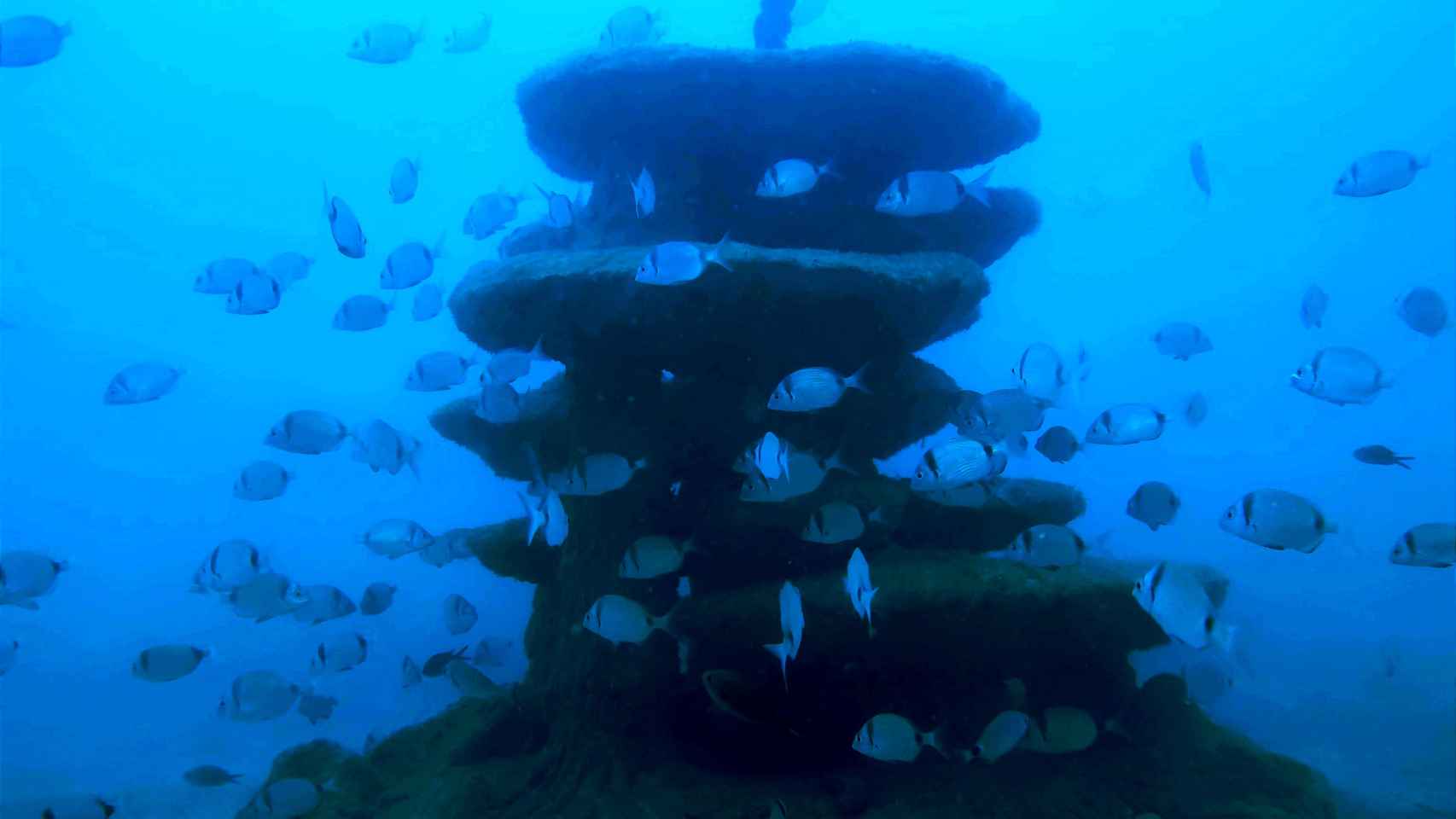 Un banco de peces nadando cerca de un biotopo colocado en el fondo marino.