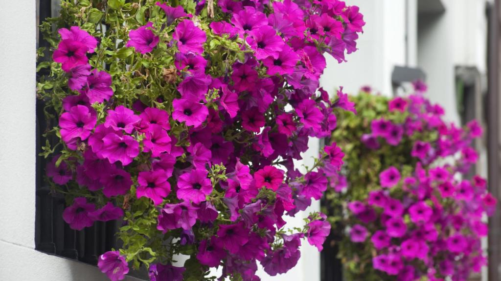 Petunias en una ventana.