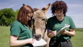 Campaña para retirar la acepción peyorativa de la palabra burro2