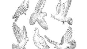 Sabrás si realmente eres un alma libre seleccionando una paloma en este test visual.