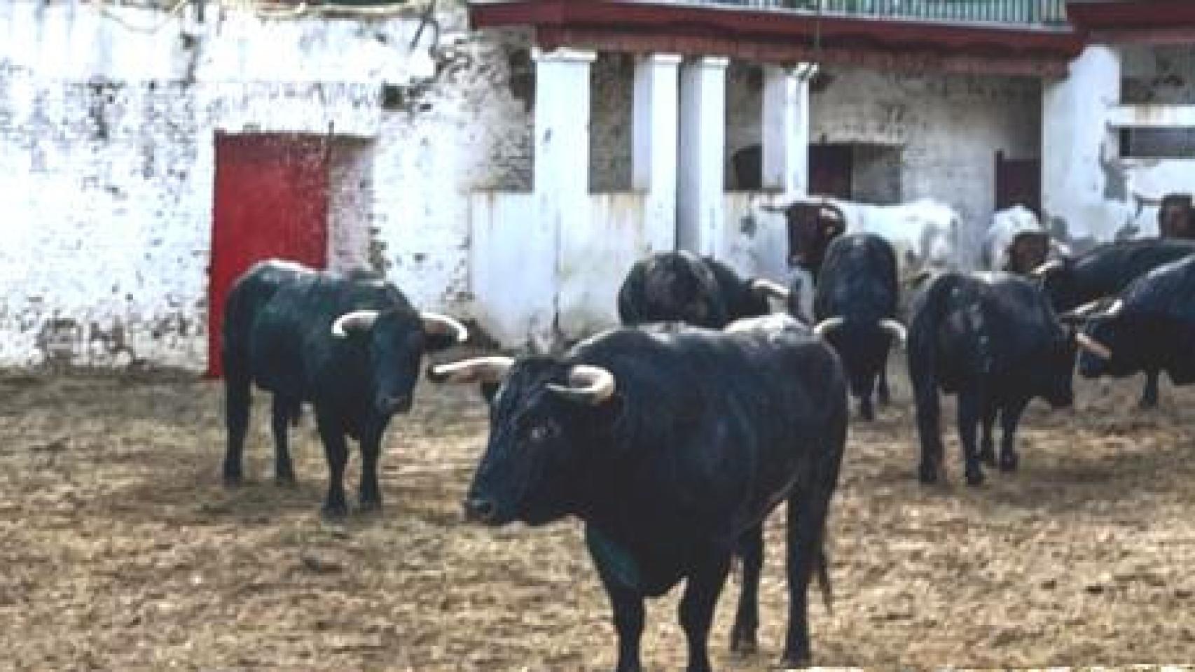Los novillos de la ganadería de El Collado que se lidiarán maña en Valladolid