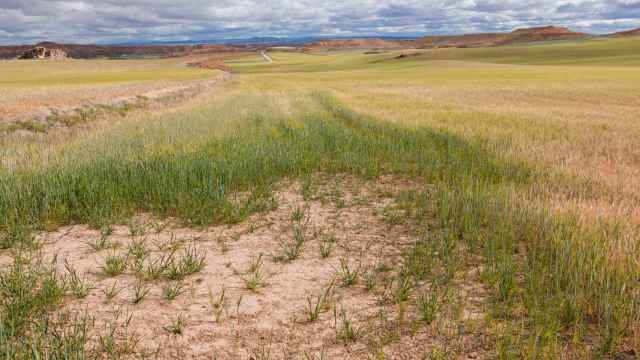 Campos afectados por la sequía en Montuenga (Soria)