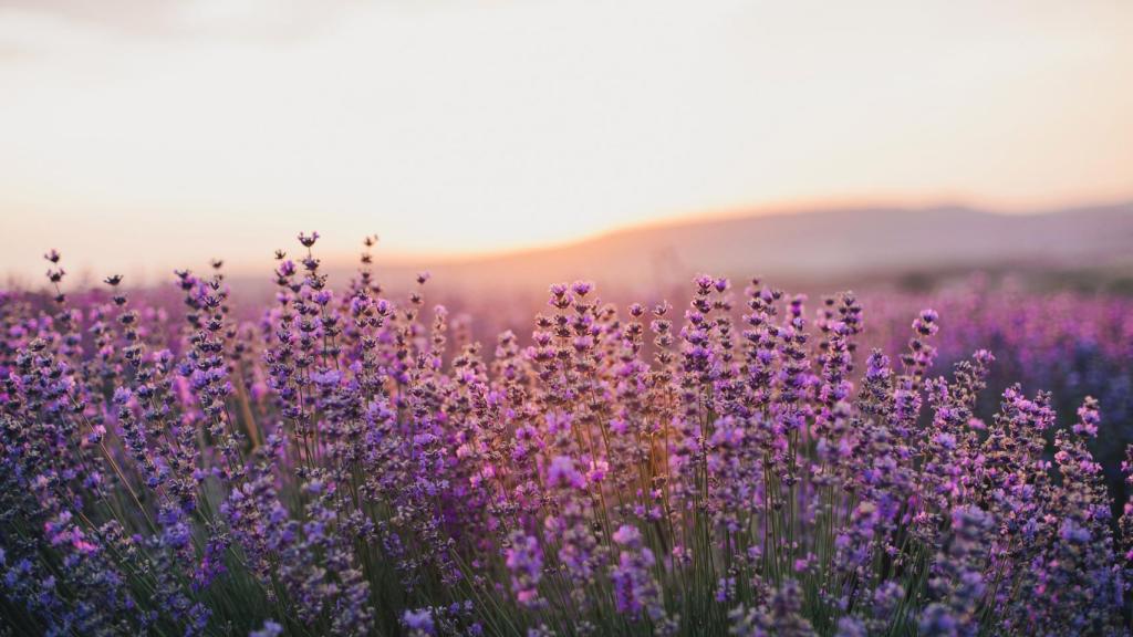 Campo de lavanda.