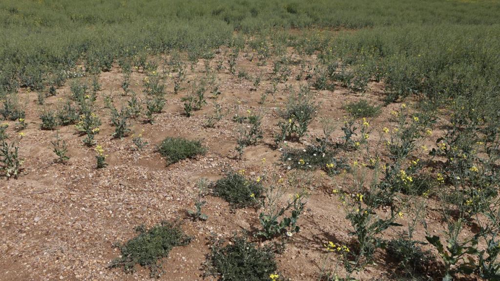 Campos de cultivo afectados por la sequía.