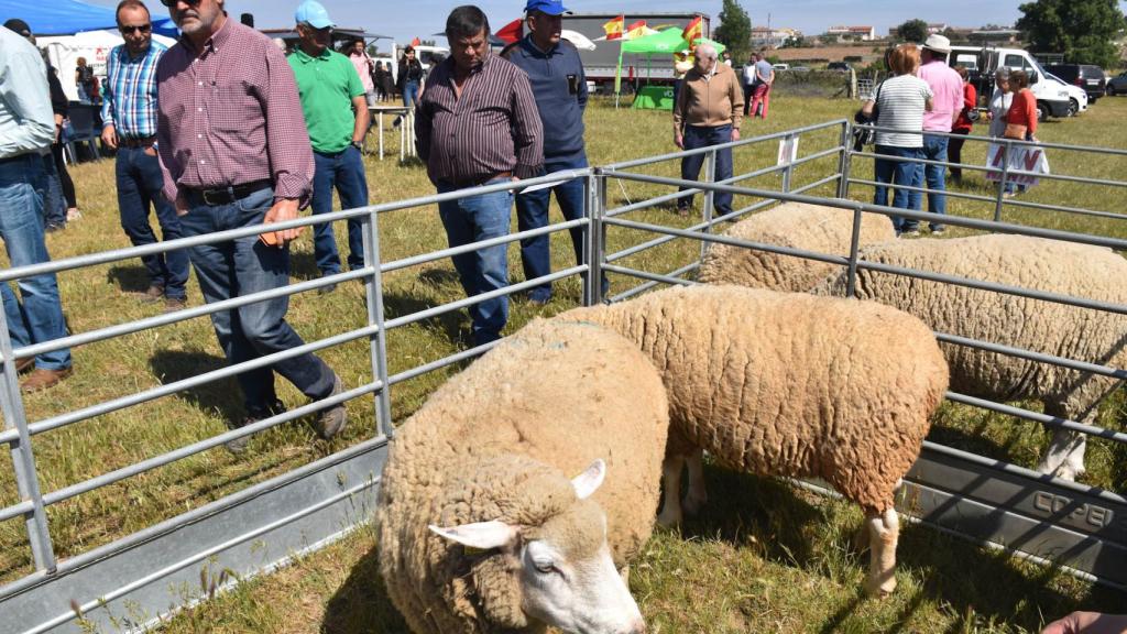 Imágenes de la Feria de San Isidro en Lumbrales