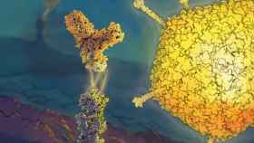 Ilustración del virus oncolítico y el anticuerpo antiP-D-1 atacando juntos al tumor.