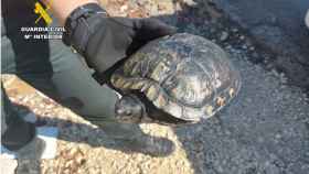 La tortuga del octogenario  fue llevada al Centro de Recuperación de Especies de Santa Faz.