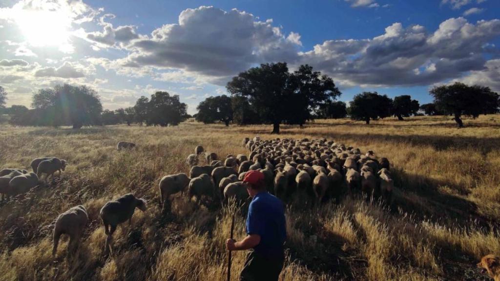 Un pastor muestra la ruta de trashumancia