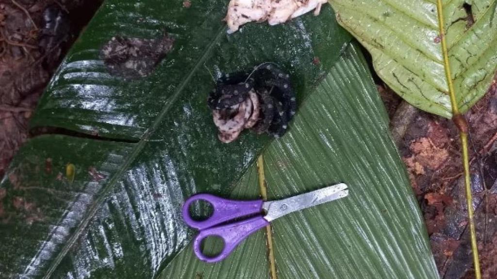 Unas tijeras, unas gomas del pelo y unos lazos encontrados en la selva.