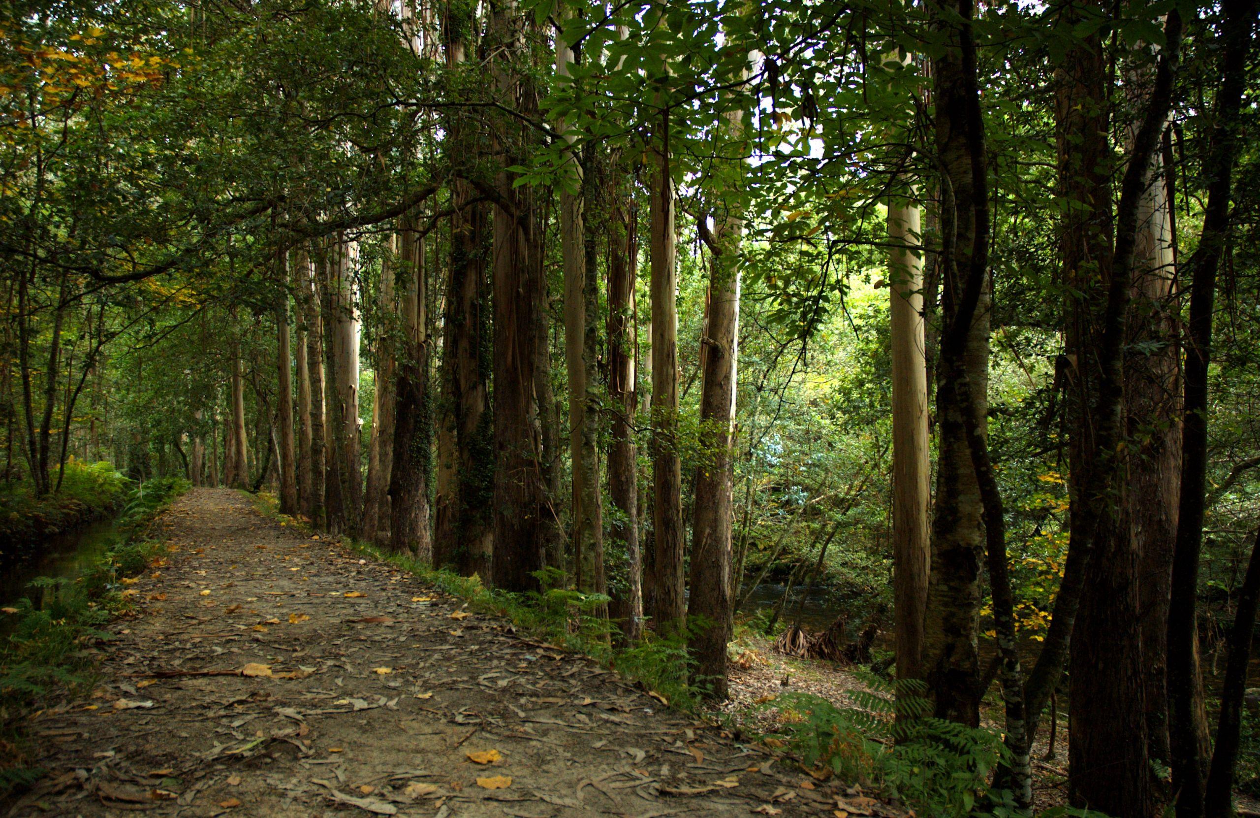 Bosque de eucaliptos del Souto da Retorta, Viveiro. Foto: Wikipedia
