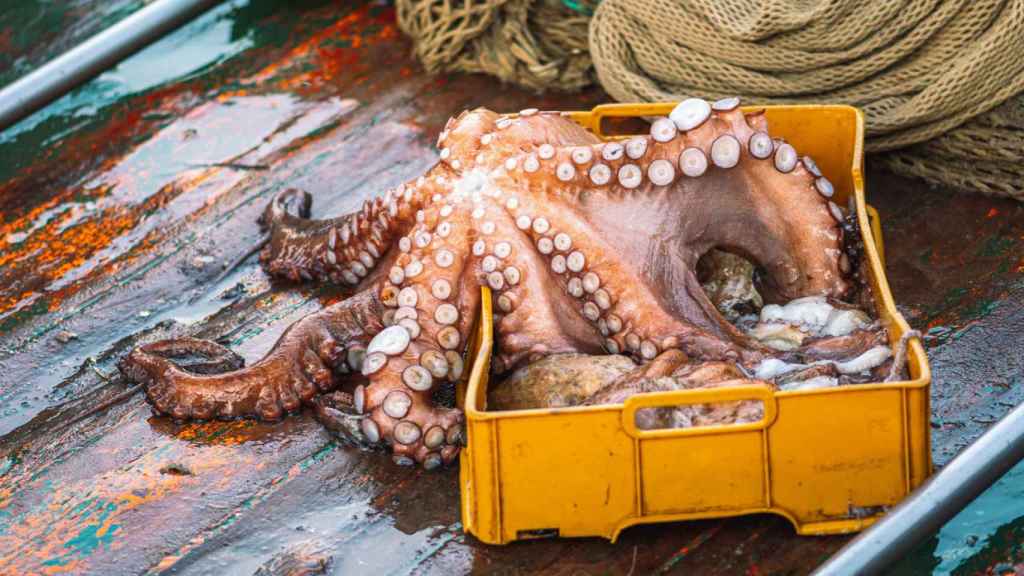 Pulpo.