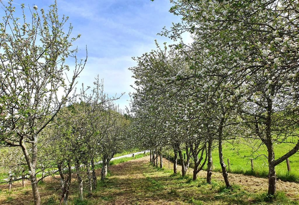Fincas de manzanos en A Estrada. Foto: Ruta da Sidra da Estrada