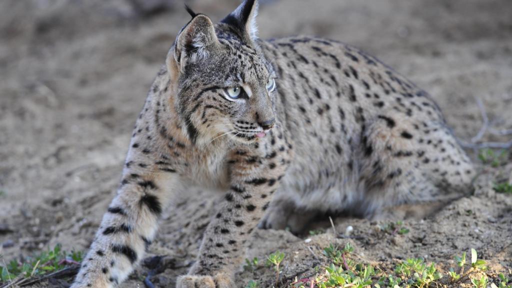 Imagen de archivo de un lince ibérico.