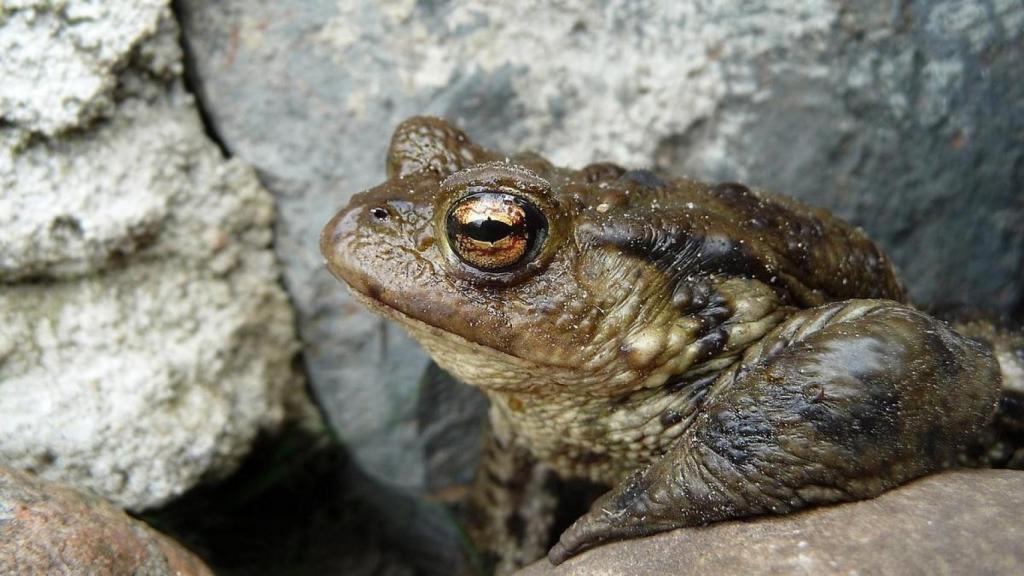 Imagen de archivo de un sapo bufo