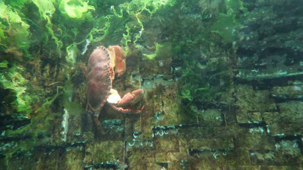 Vida submarina en la dársena de A Laxe, en el Puerto de Vigo.