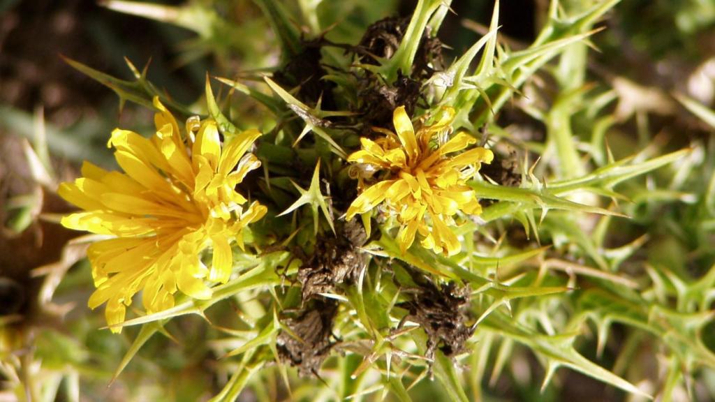 Scolymus hispanicus, cardillo o tagarninas.