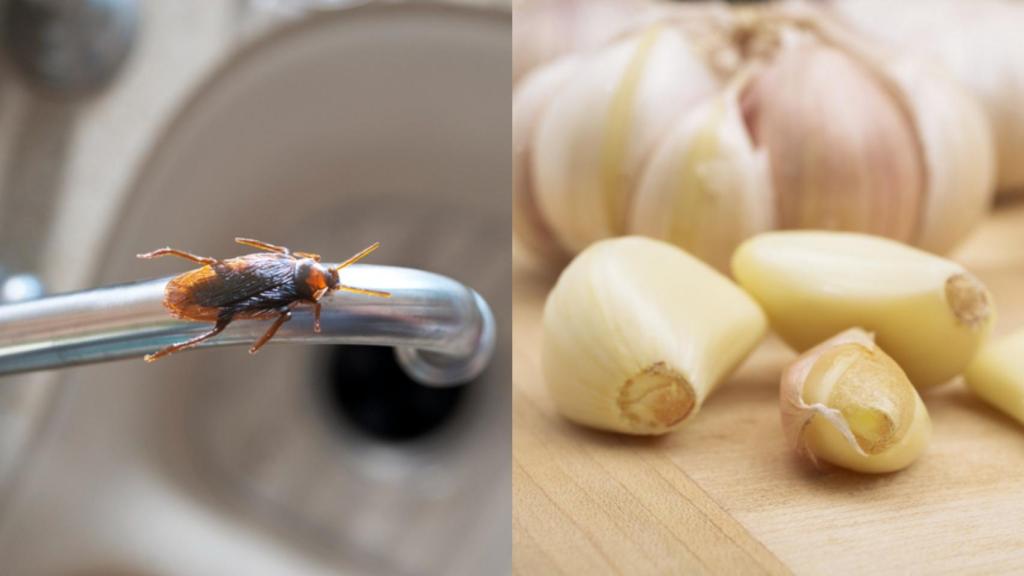 El trucazo del ajo para eliminar las cucarachas de casa de forma rápida