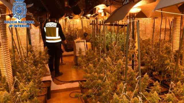 Encuentran  más de 500 planta de marihuana en una casa de campo de Alcázar de San Juan