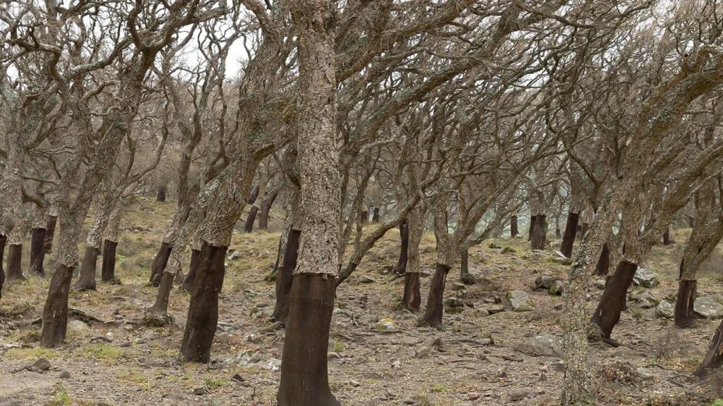 La enfermedad de la seca en el Parque de Los Alcornocales, entre Cádiz y Málaga.