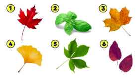 ¿Cuál de estas hojas vas a elegir?
