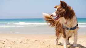 Dónde y cómo debes poner la protección solar a tu perro