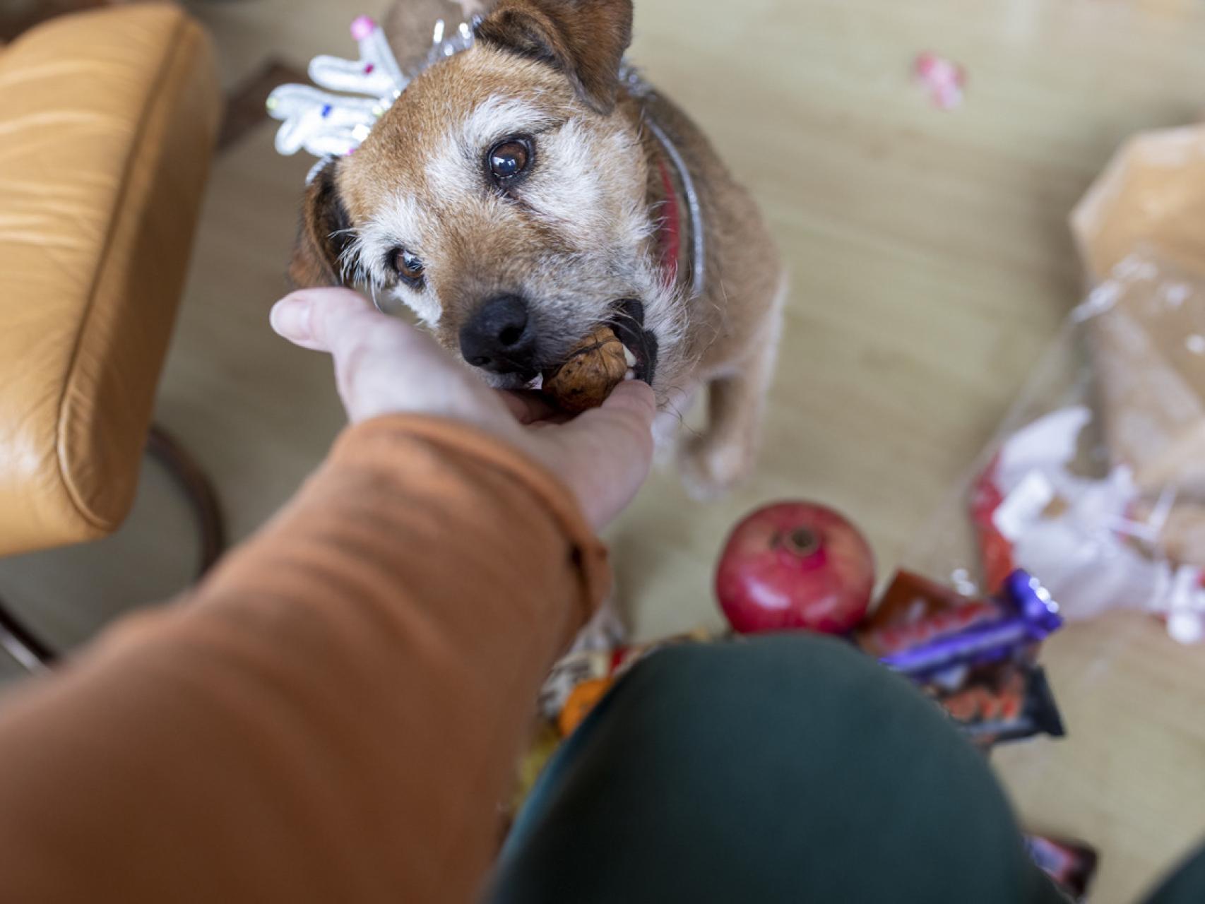 los cacahuetes crudos son buenos para los perros