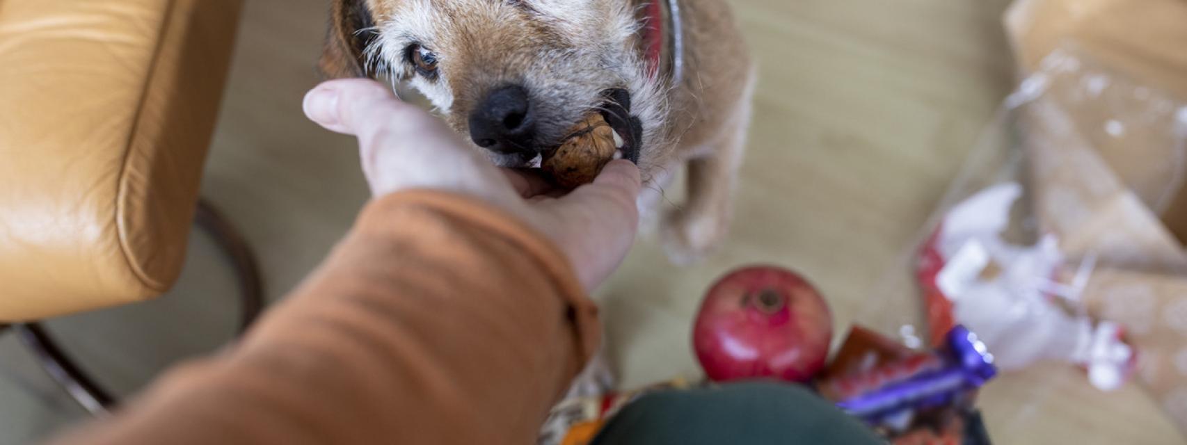 los cacahuetes crudos son buenos para los perros