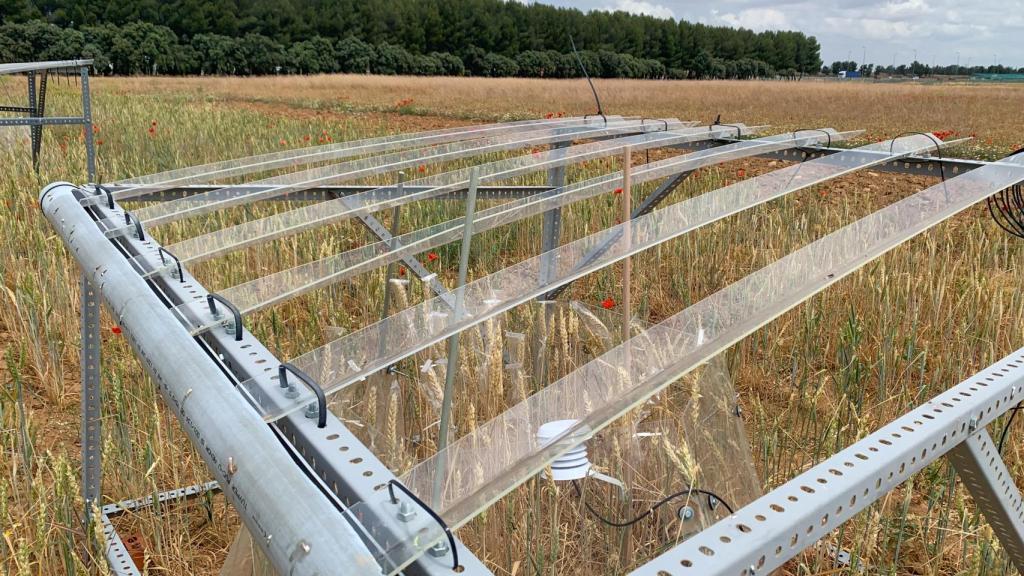 El experimento del INIA-CSIC en la finca La Canaleja.