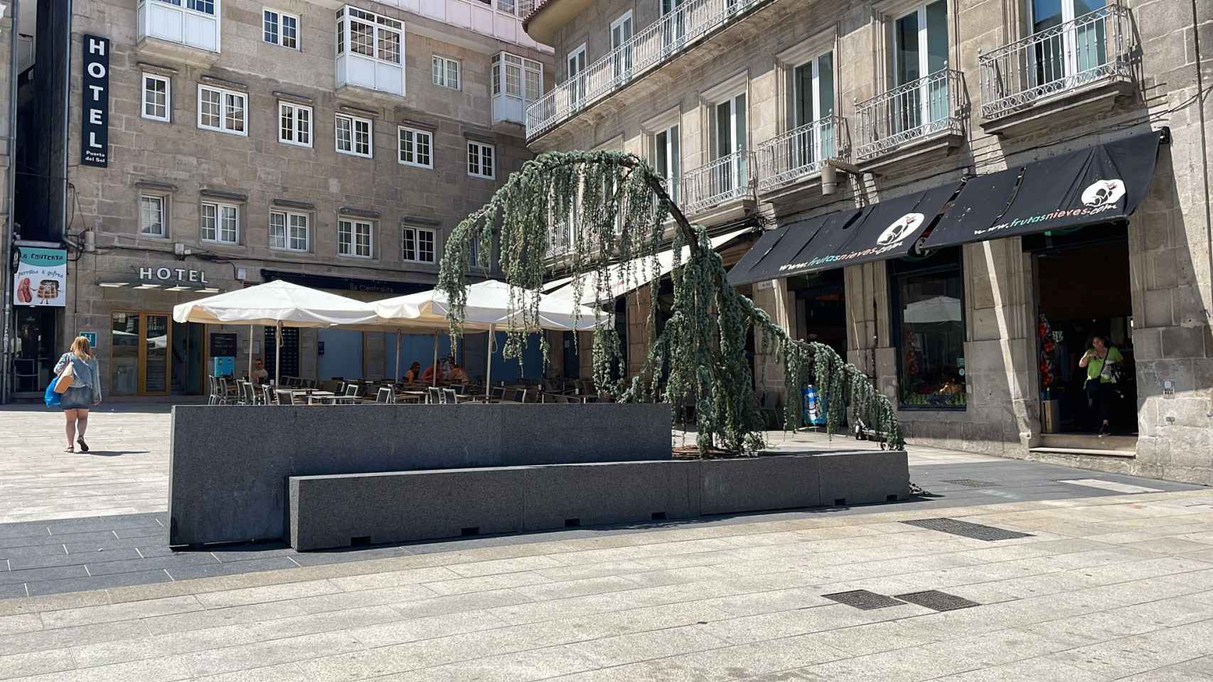 Nuevo árbol en uno de los bancos de la Puerta del Sol de Vigo.