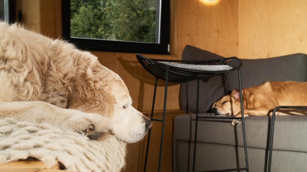 Imagen de archivo de un golden retriever y un mestizos rojo durmiendo en la sala de estar.