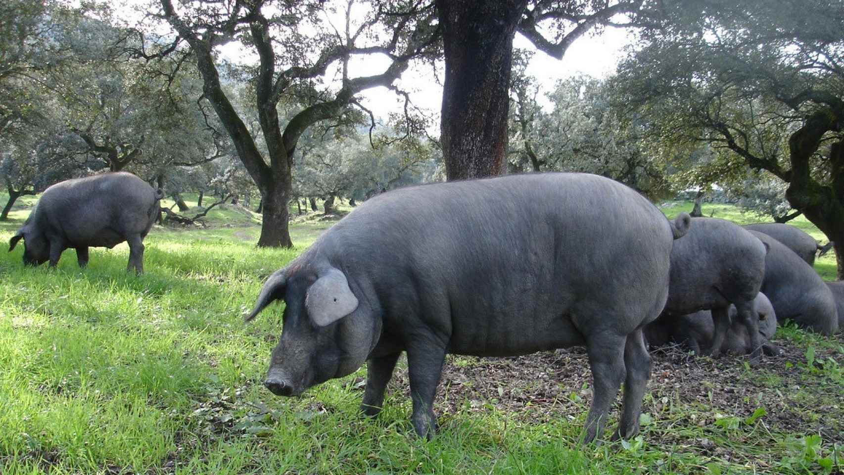 Un ejemplar de cerdo ibérico en la dehesa.
