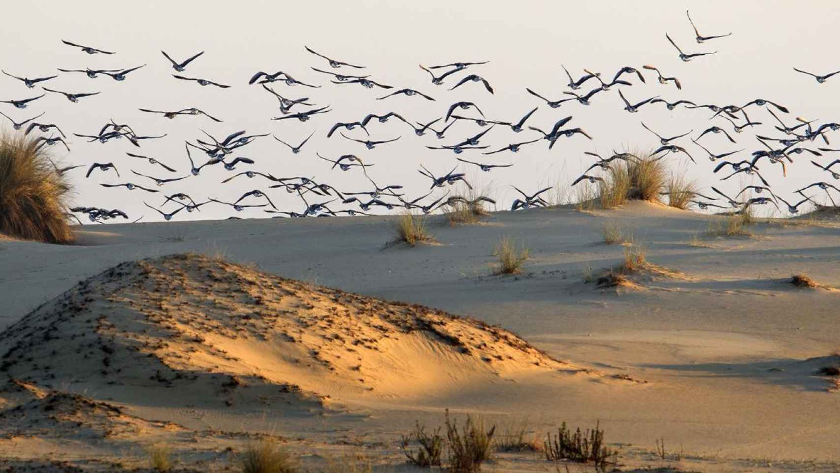 Miles de ánades en una zona de dunas del Espacio Natural de Doñana conocida como el Cerro de los Ánsares.
