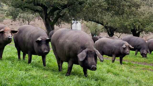 Una dehesa con cerdos ibéricos