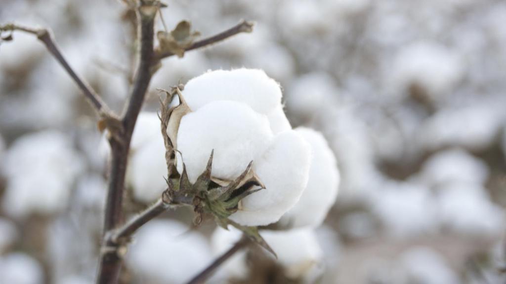 US Cotton Trust Protocol.