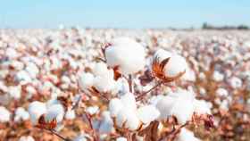 Tecnología y algodón: cómo la innovación mejora la sostenibilidad a lo  largo de la cadena de valor textil
