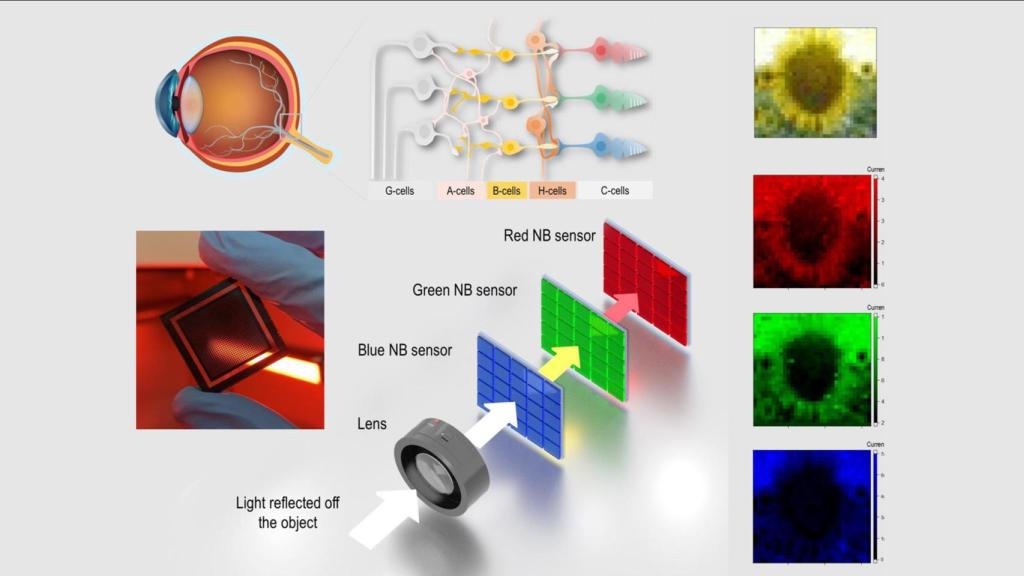 Funcionamiento del ojo y los fotodetectores de las cámaras