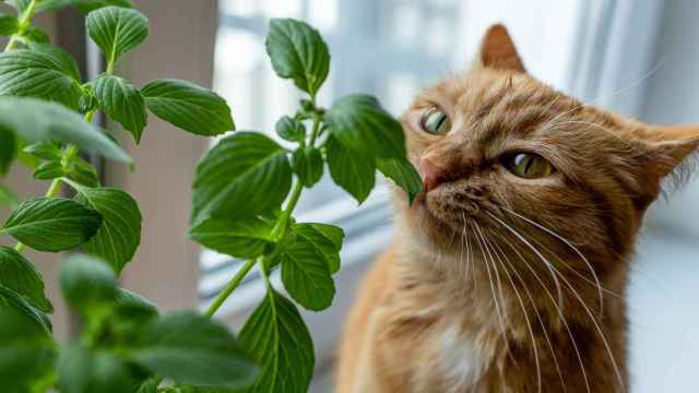 Un gato olisqueando una planta de albahaca.