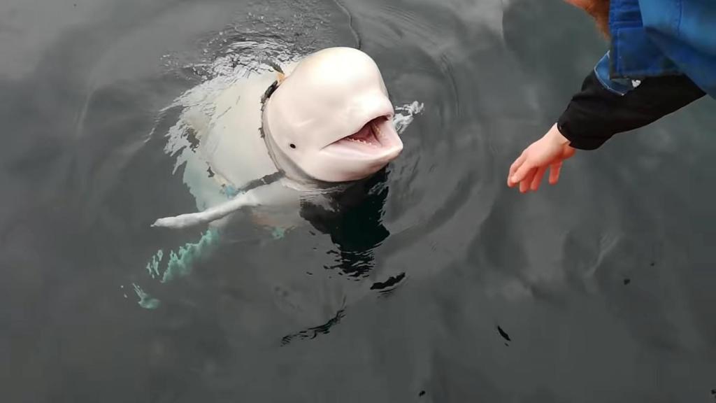 Ballena beluga espía rusa en su aparición en Noruega en 2019.