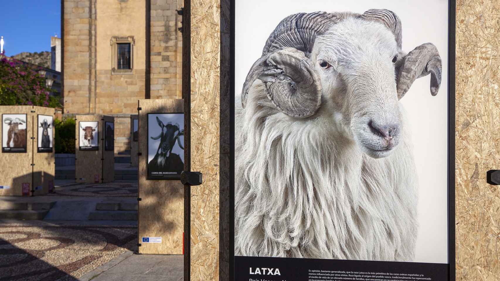 La exposición recoge medio centenar de retratos de razas autóctonas de ovino y caprino.
