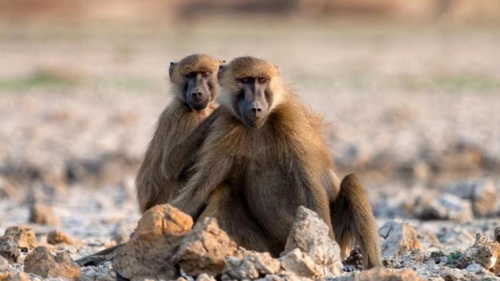 Babuinos  (Papio papio) del parque nacional Niokolo Koba de Senegal.